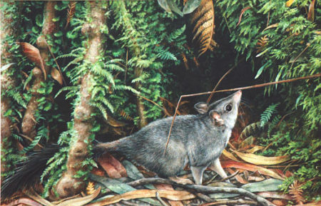 Brushtail Phascogale