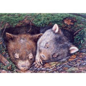 Annie and Wilma - Wombats