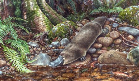 “Badger Creek” Platypus