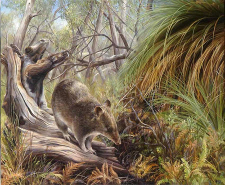 Southern Brown Bandicoot