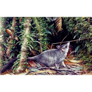 Brushtailed Phascogale