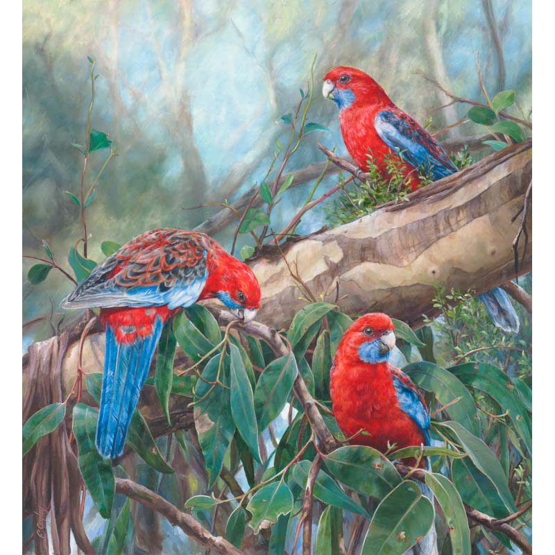 Crimson Rosellas