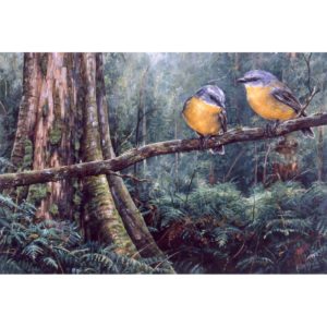 Eastern Yellow Robins
