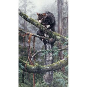 Erins Home - Greater Glider