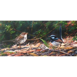 Oh! Hello! Superb Fairy Wrens