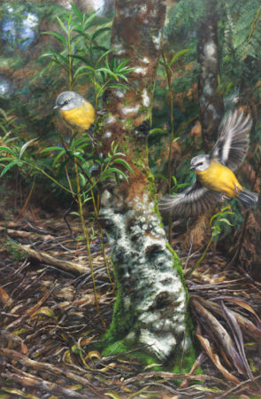 Incoming - Eastern Yellow Robins