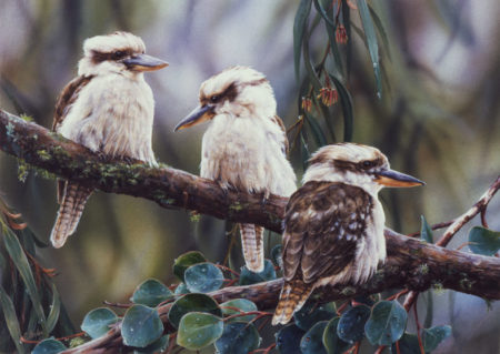 Australian Kookaburras