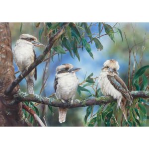 Kookaburras Three