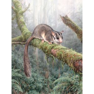 Leadbeaters Possum Cool and Misty