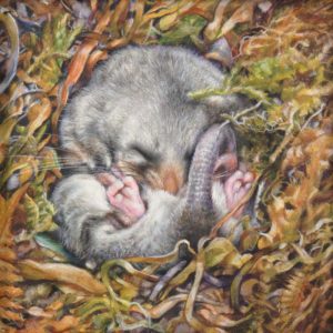Mountain Pygmy Possum