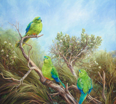 Orange Bellied Parrots
