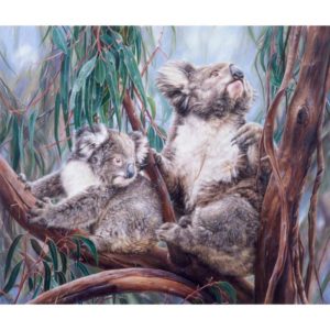 Koalas - Reaching Out