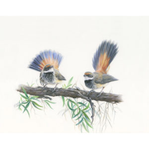 Rufous Fantails
