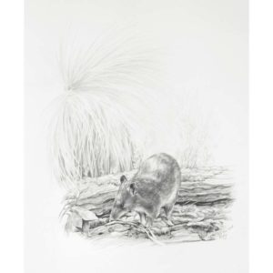 Southern Brown Bandicoot - Pencil