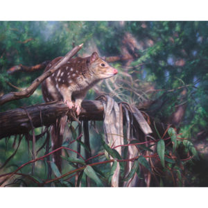 'Spotlight' Spotted-tailed Quoll