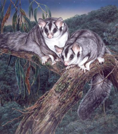 Squirrel Gliders