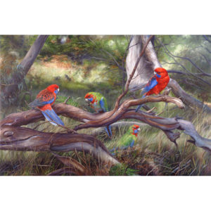 Summer Morning in Olinda - Dandenong Ranges