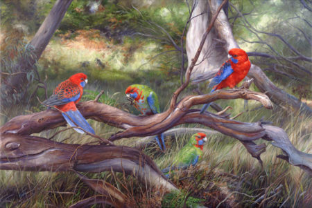 Summer Morning in Olinda - Dandenong Ranges