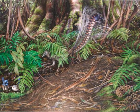 Superb Lyrebird and Superb Fairy Wrens