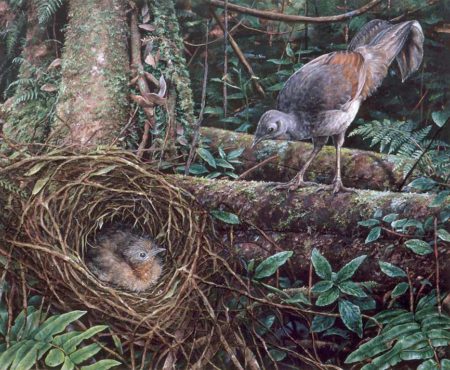 Superb Lyrebird and Chick