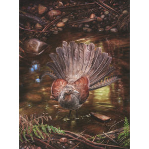 ‘The Nest Behind Me’ – Female Superb Lyrebird