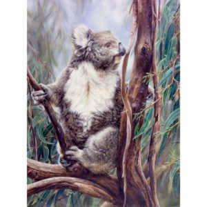 Koala - Gentle Breeze