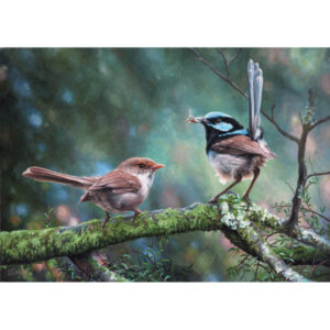 Spring – Superb Fairy Wrens