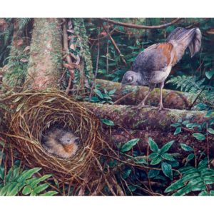 Superb Lyrebird and Nest